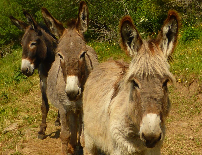 2014-06-11 2014 June La Banne d'Ordanche walk 006