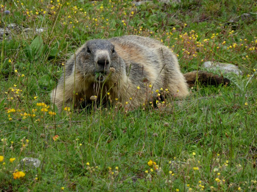 02.06.2016 Mont Dauphin marmots and fort (3)