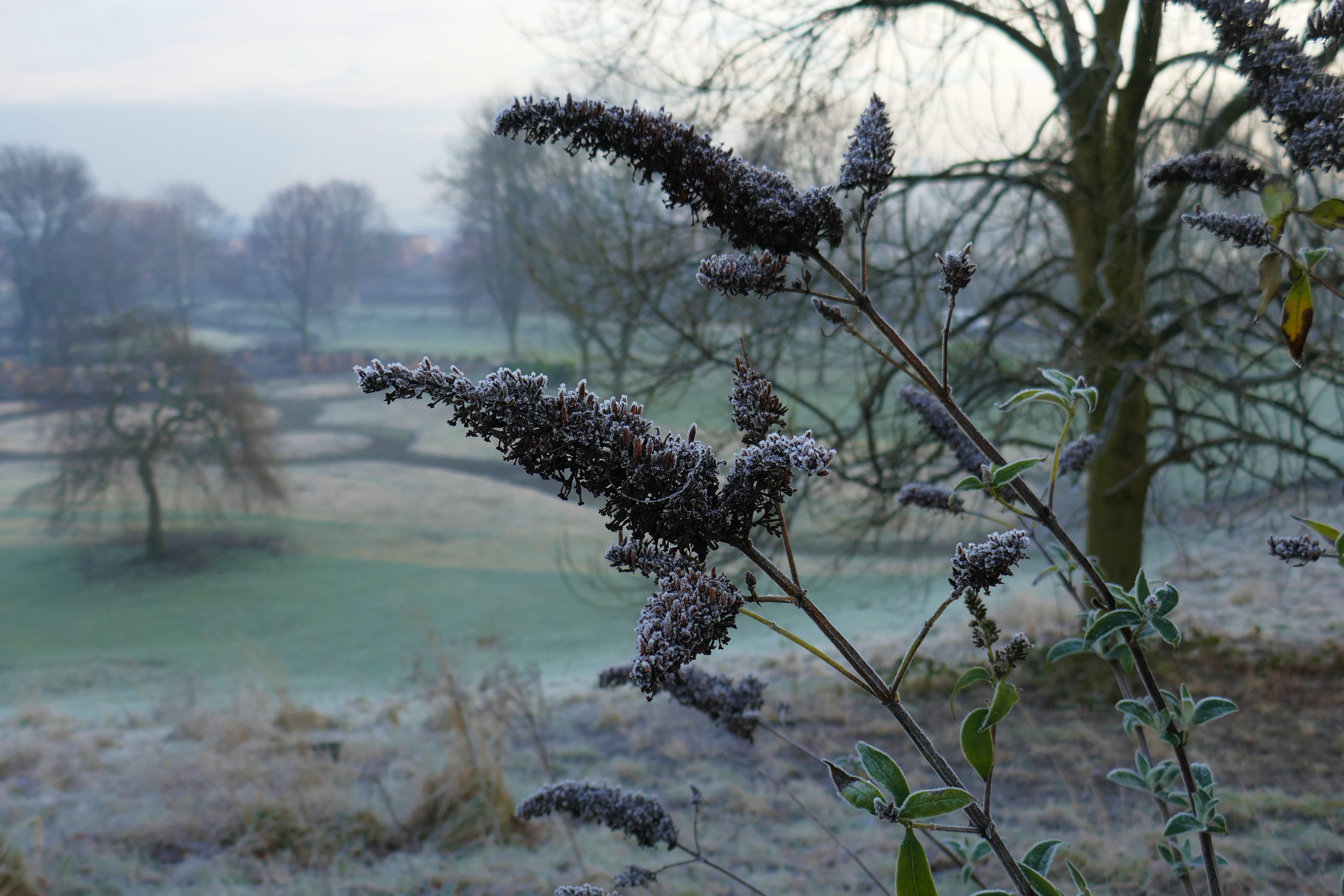 Peel Park Jan 2017 (8).JPG