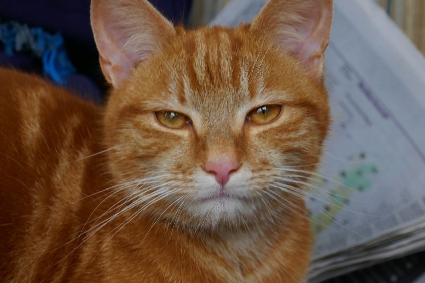 2017 March Silverdale (25)