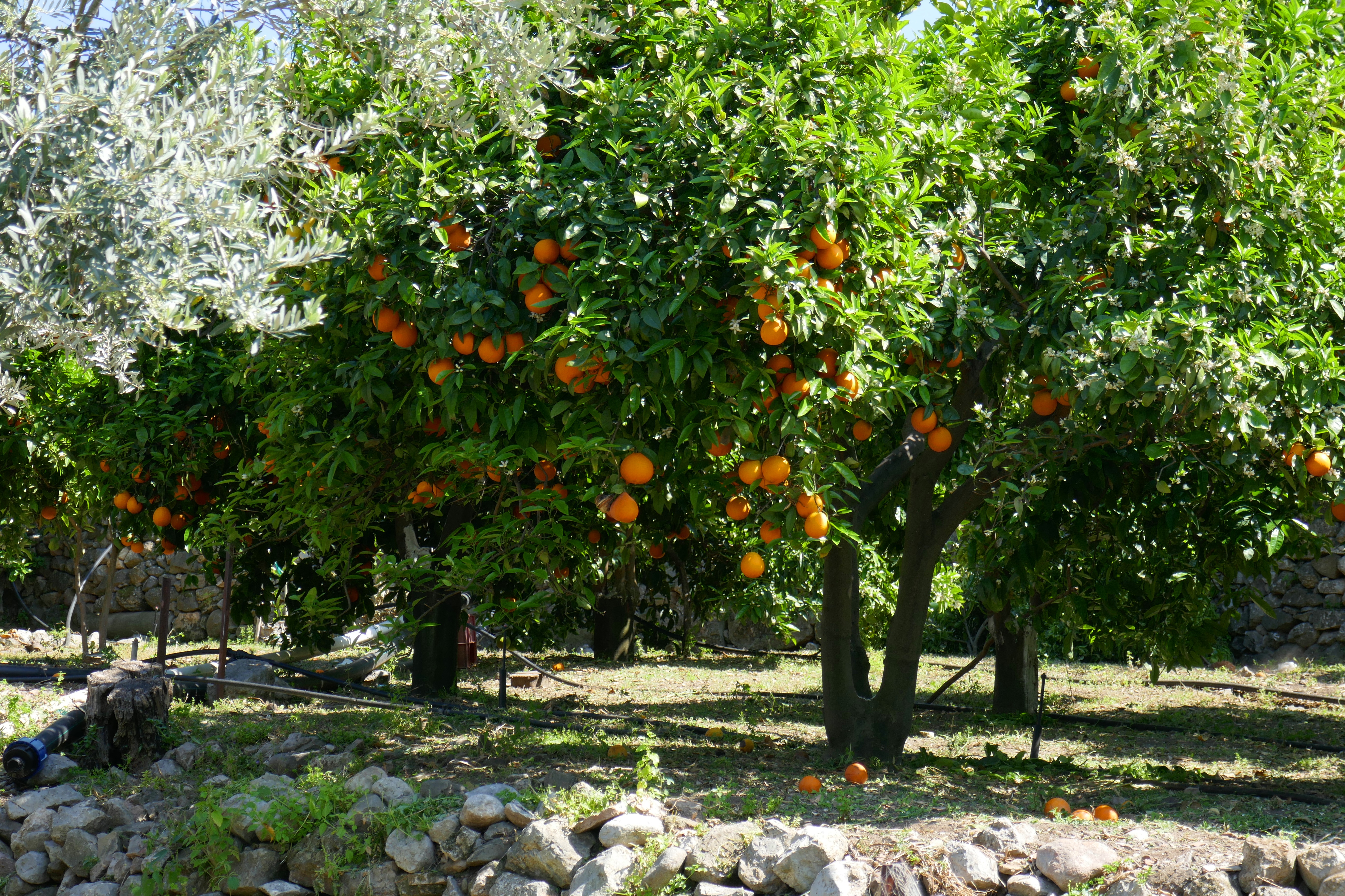 25.04.2017 Epidavros (2)
