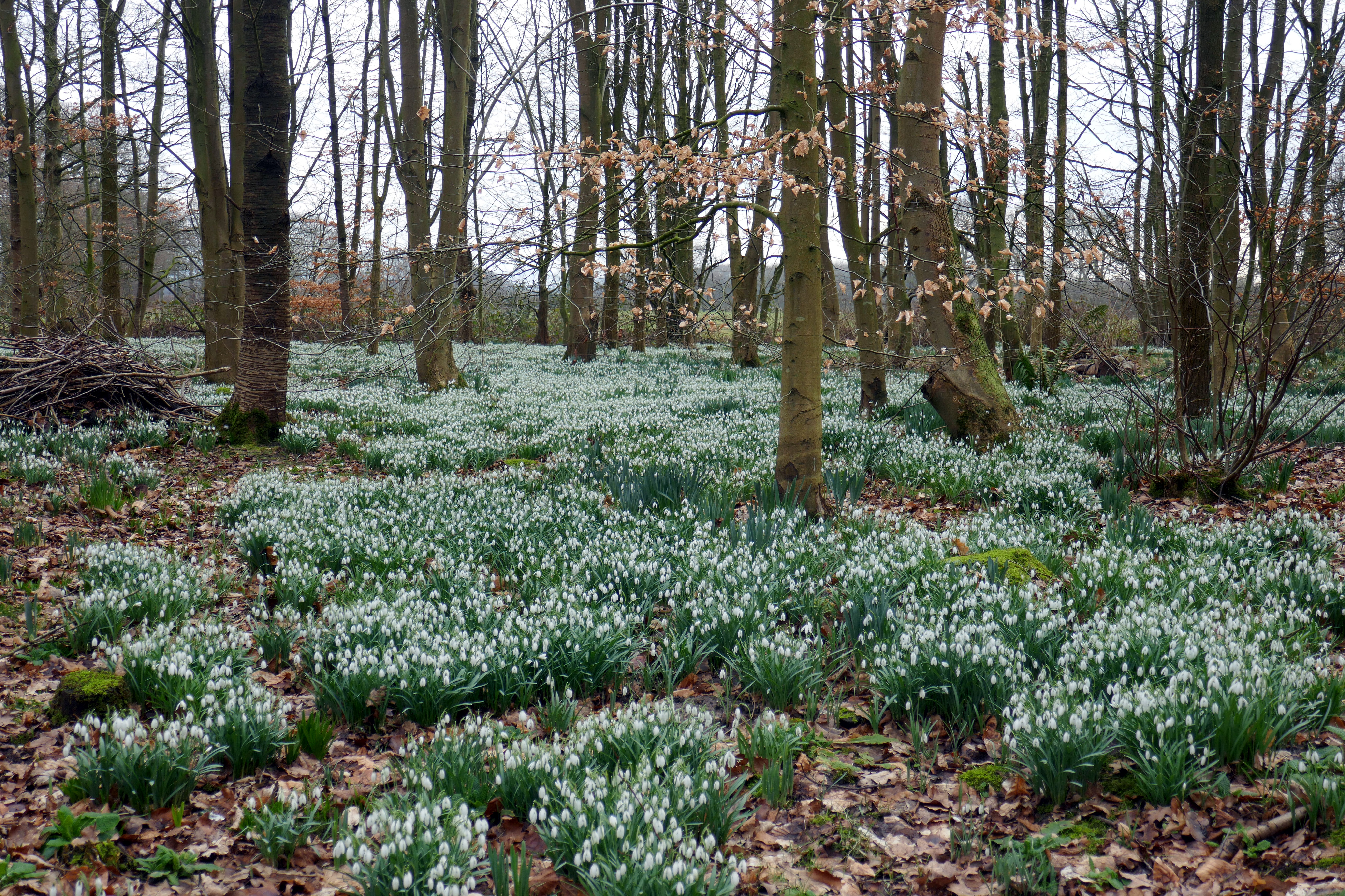 2018 Feb Bank Hall (28).JPG