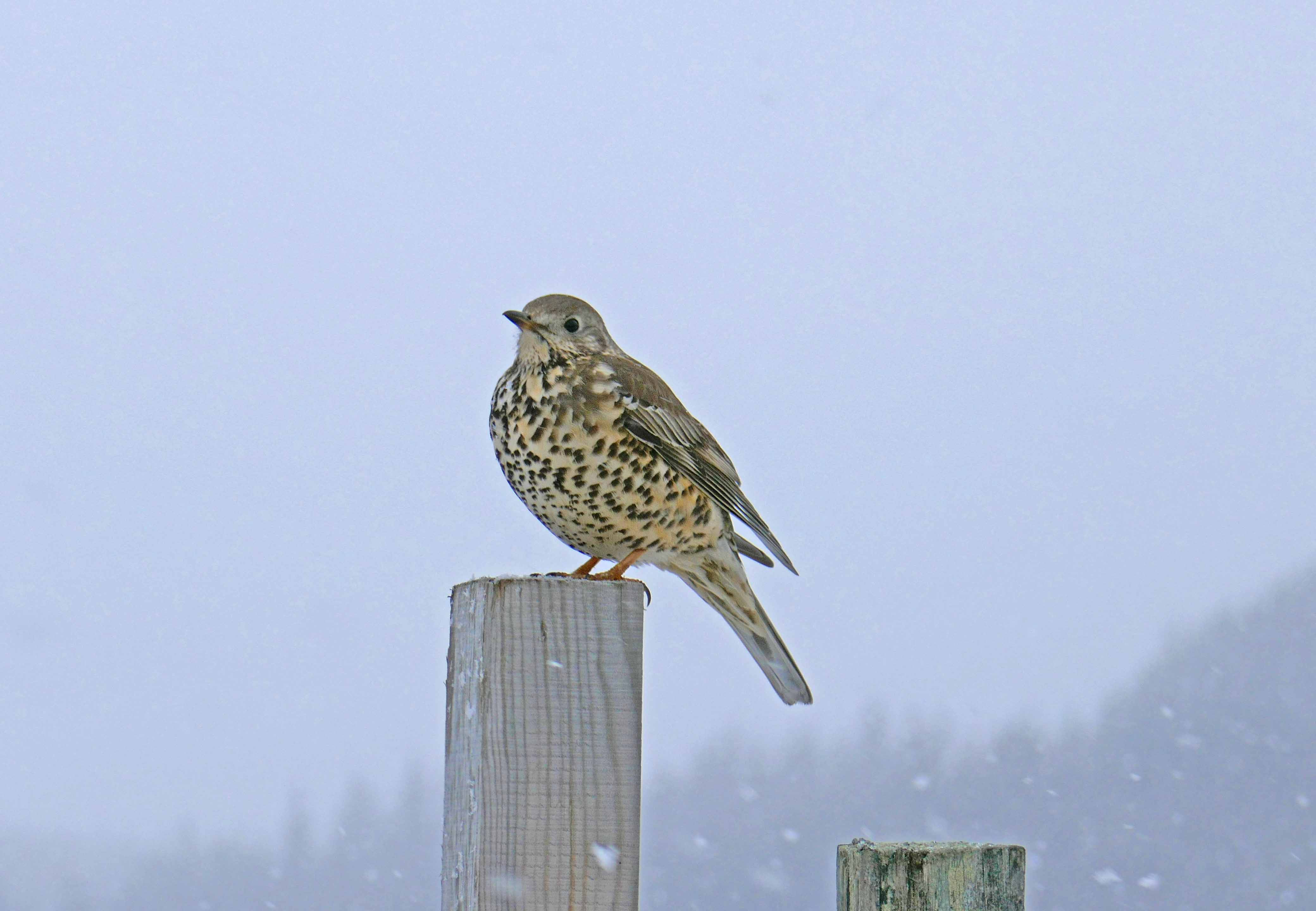 Strathdearn day (2).JPG