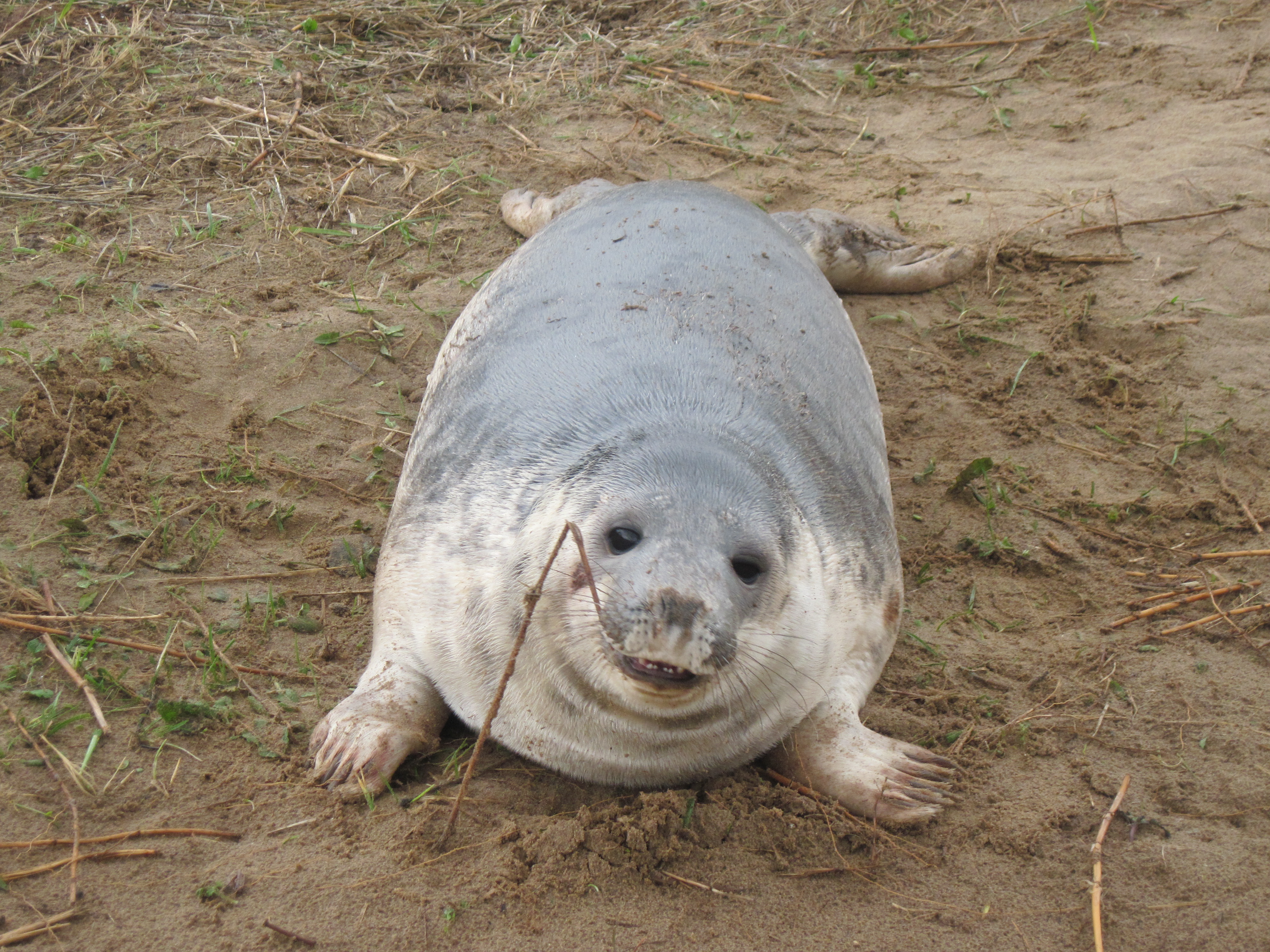 2012 Nov Norfolk and Lincs trip Seals Donna Nook (135)