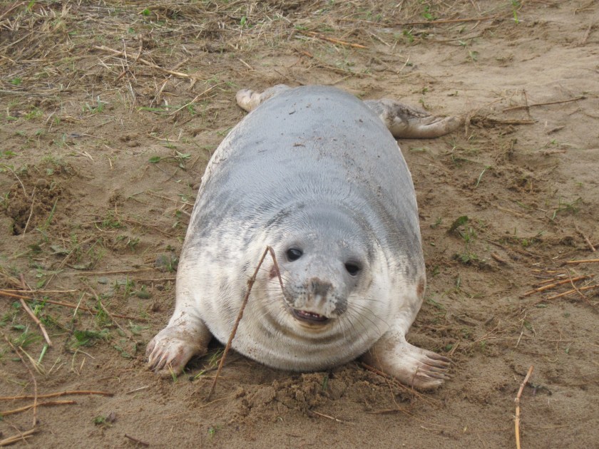 2012 Nov Norfolk and Lincs trip Seals Donna Nook (135)