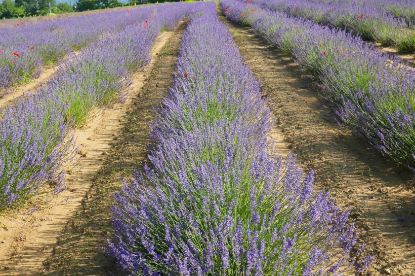 France 2018 Lavender