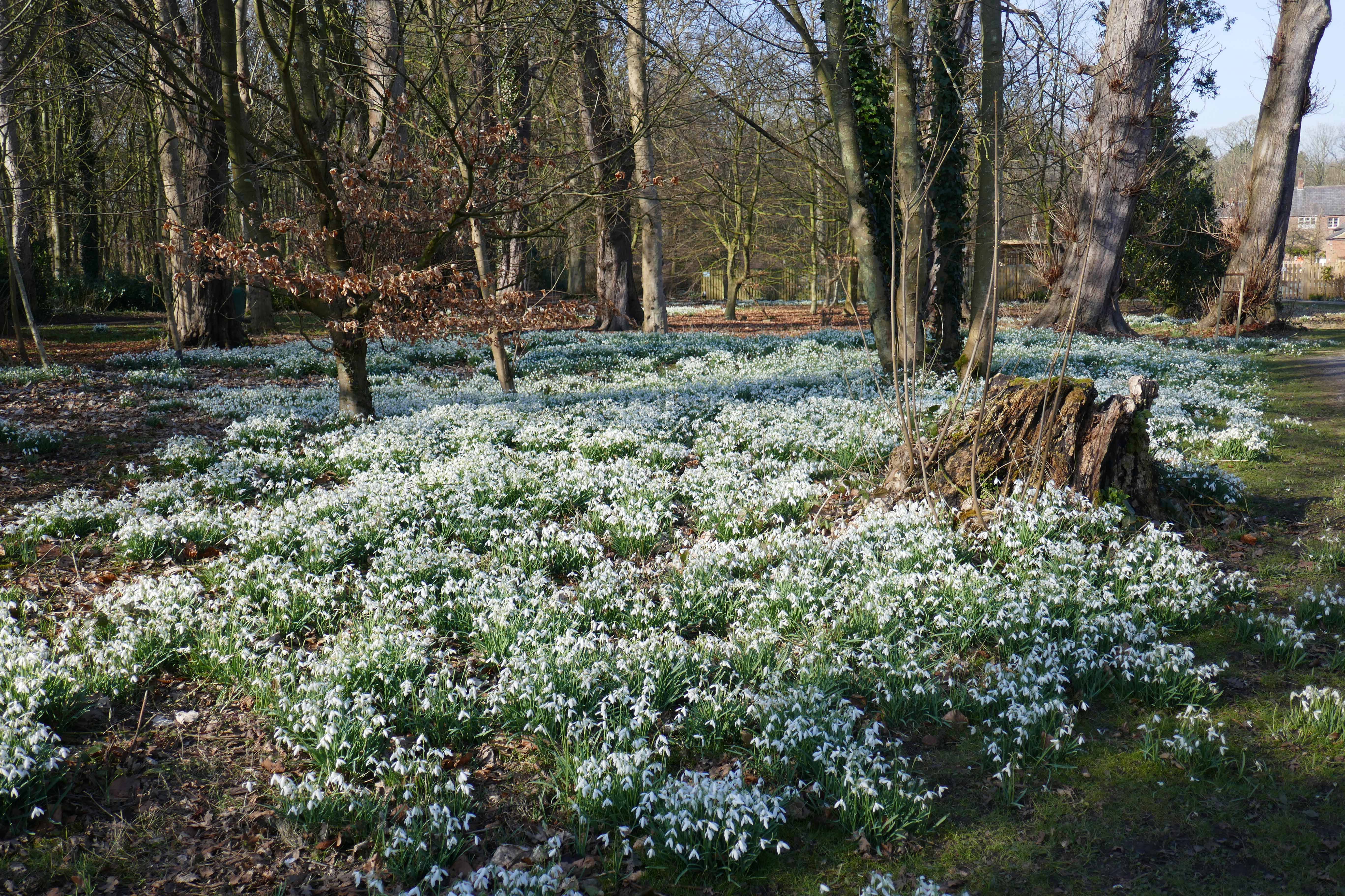 Snowdrops (1)