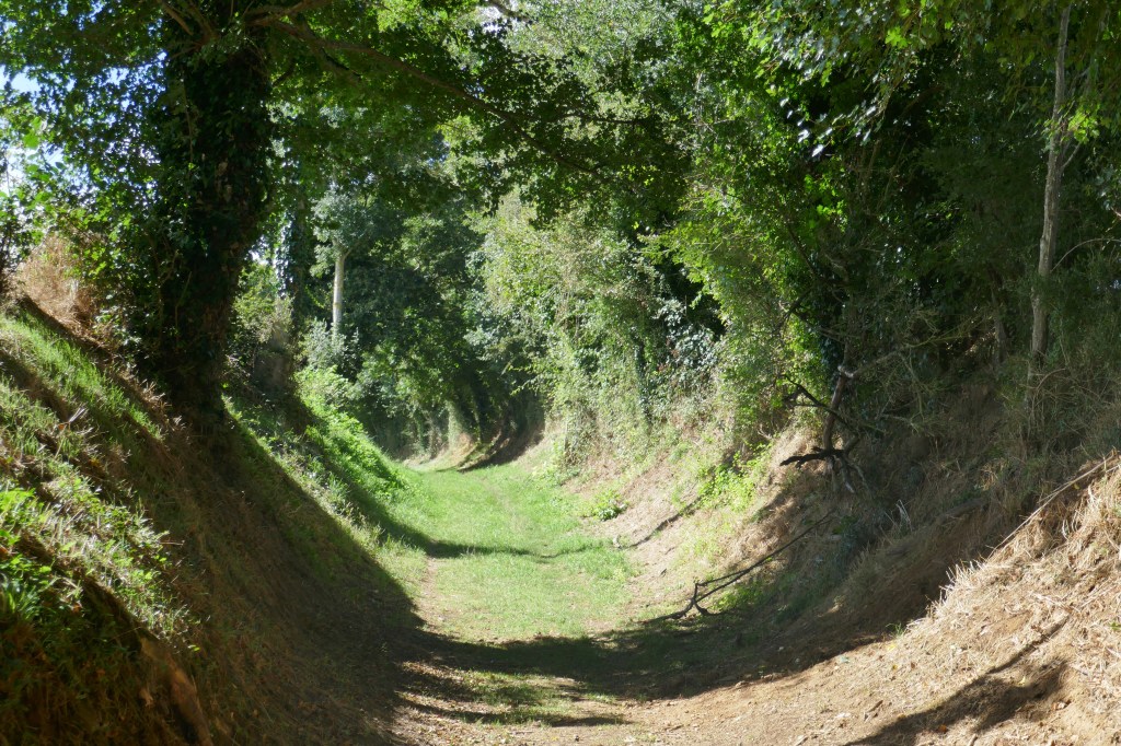 A sunken green path with sunlight and shade